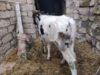 Krowa, Russian Black pied cattle — zdjęcie 4