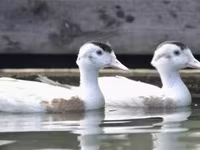 Ducks — 写真 2