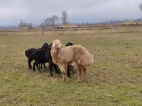 Carneiro, Arashan sheep — foto 4