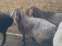 母羊, Sheep — 照片 7