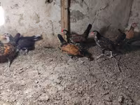Chickens — fotografija 2