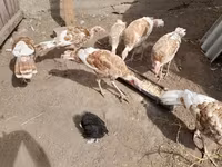 Turkeys — Foto 2