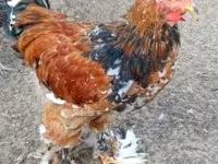 Brahma — zdjęcie 1