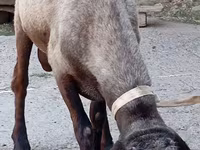 Ovan, Ordabasy sheep — fotografija 3