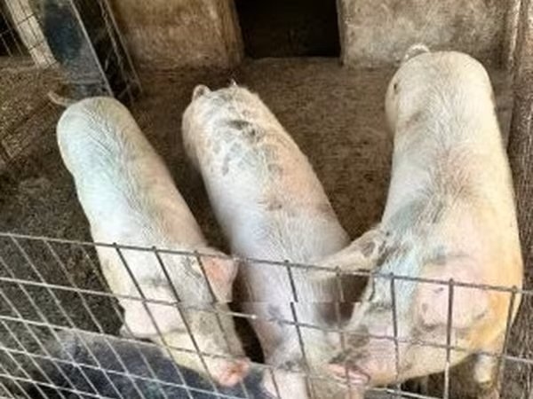 Porca,  — Hungria