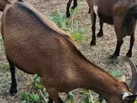 母山羊, Alpine goat — 照片 2