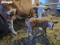 雌牛, Simmental cattle — 写真 3