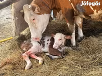 Cow, Hungarian Grey breed — photo 7
