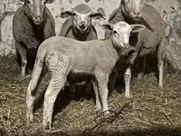 Schaf, Schafe — Foto 2