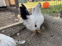 Chickens — الصورة 3