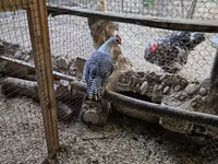 Chickens — fotografija 2