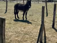 Horse (M), Kerry Bog Pony — photo 1