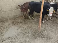 Cattle (batch, sex not specified), Kazakh White-headed cow — photo 3