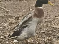 Geese — fotografija 3