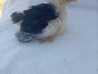 Silkie — photo 6