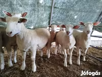 भेड़, Ile-de-France sheep — फ़ोटो 2