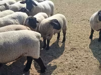 Oveja, White Suffolk sheep — foto 4