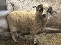 Ovan, Racka sheep — fotografija 3