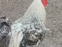 Chickens — 照片 2