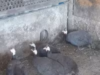 Guinea fowl — fotografija 3
