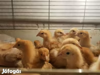 Chickens — photo 2