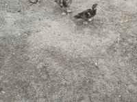 Ducks — Foto 3