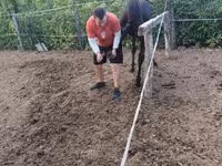 Caballo, Caballos — foto 2