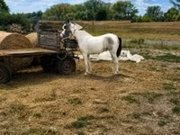 Égua, Cavalos — foto 1