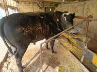 Bik, Swiss cattle — fotografija 3