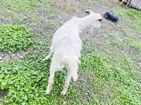 Chèvre, Alpine goat — photo 4