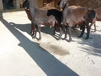 Bélier, Arashan sheep — photo 2