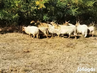 Ovca, Racka sheep — fotografija 6