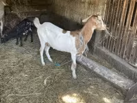 Ешкі, Ешкілер — 1-сурет
