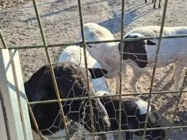 Баран, Dorper sheep