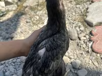 Derbiširska crvenokapa — fotografija 2