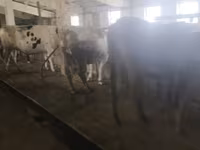 Vache, Race Holstein — photo 6