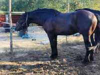 Cavalo, Cavalos — foto 3