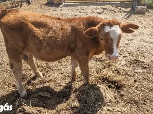 İnək, Simmental cattle — Macarıstan