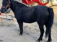 雌馬, 馬 — 写真 2