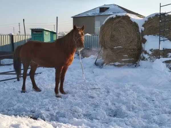 Kobyła, Kazakh horse