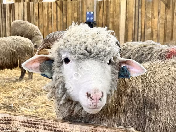 Ovca, Kuibyshev sheep
