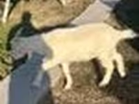 Echki, Saanen goat — 8-rasm