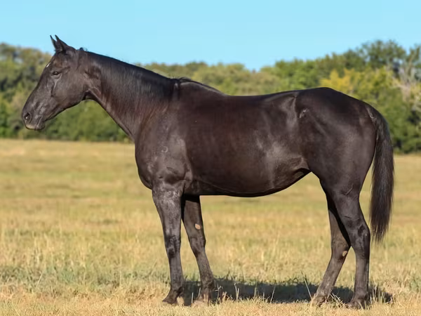 Kobila, Quarter Horse