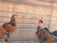 Bantam Japonesa — foto 5