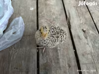 Quails — Foto 3