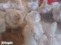 Chickens — photo 3