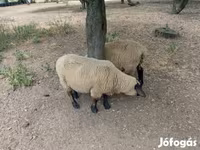 公羊, White Suffolk sheep — 照片 2