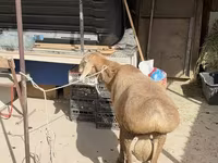 Qoç, Arashan sheep — foto 5