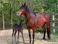 Kobila, Rocky Mountain Horse — fotografija 6