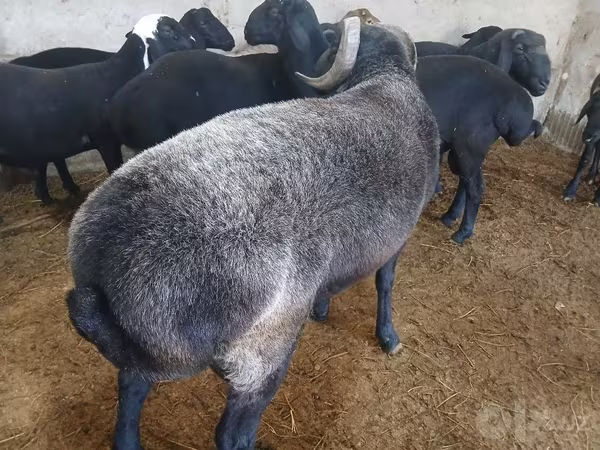 Baran, Owce